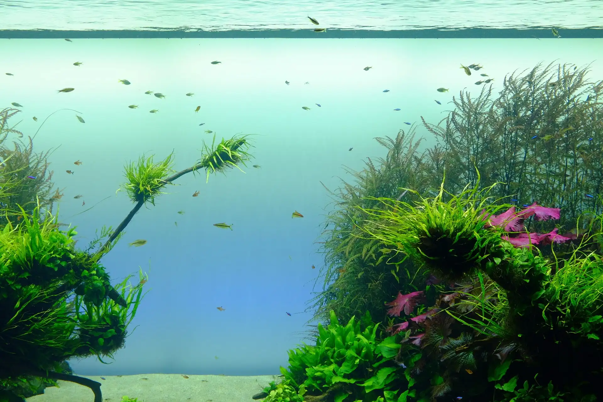 Aquascape nature : forêt sous-marine plantée